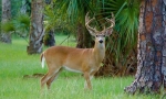 Virgin deer